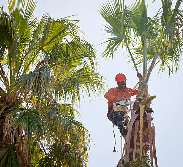 Best Tree Health Inspection  in Bellevue, WA